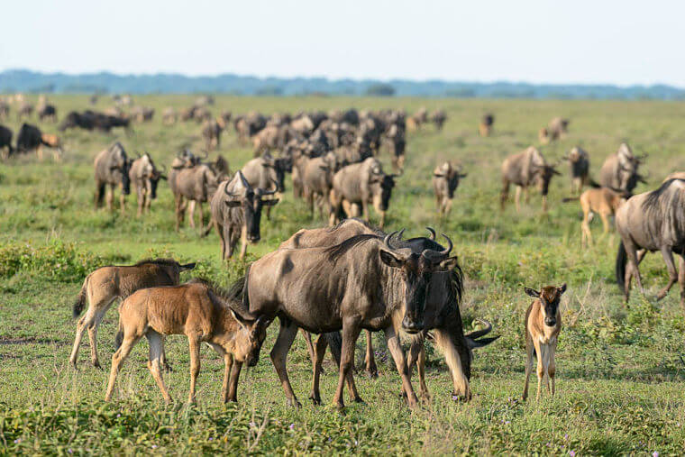 Geboortegolf gnoes in Serengeti National Park Tanzania