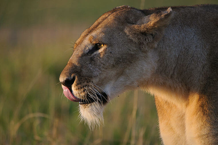 Oplettende leeuw in Masai Mara National Reserve Kenia