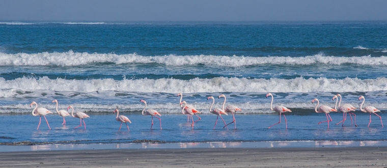 Flamingos bij Luderitz Namibië