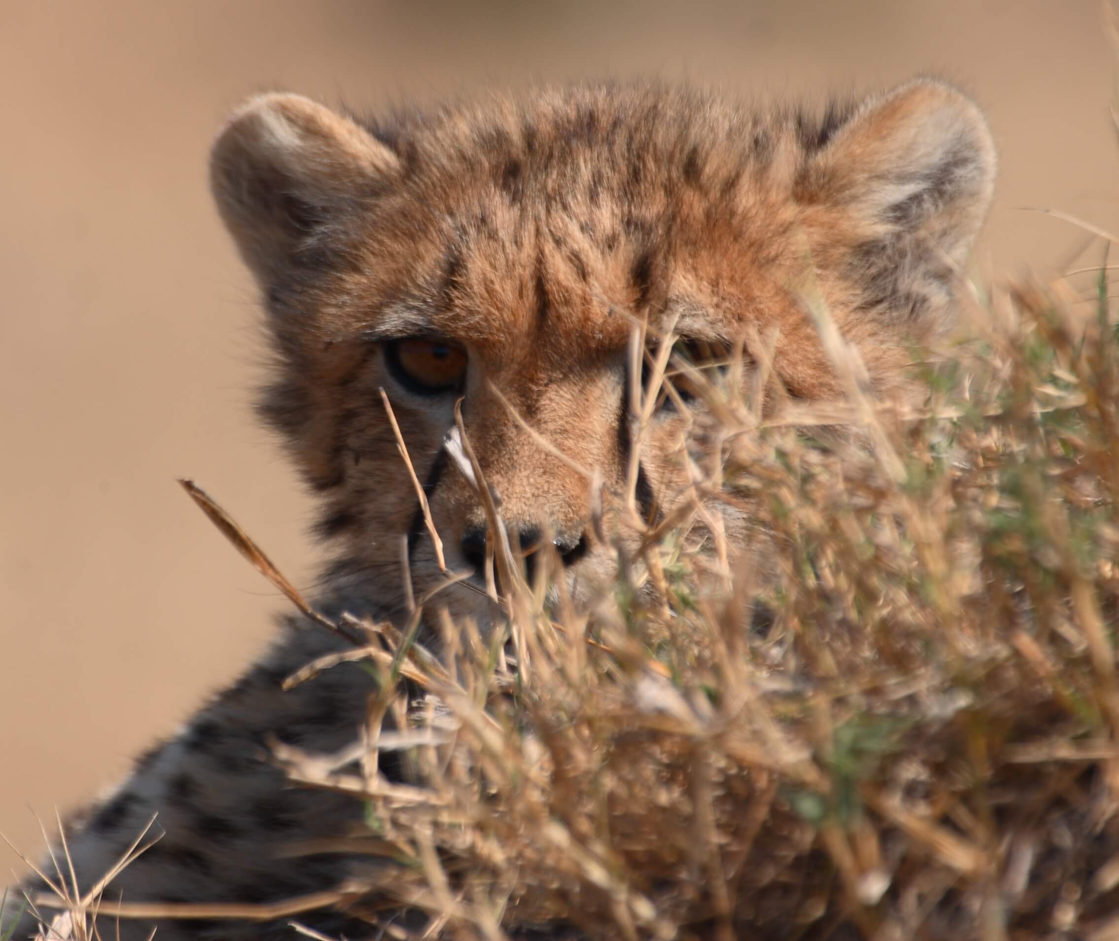 Cheetah welpje in Kwando Botswana