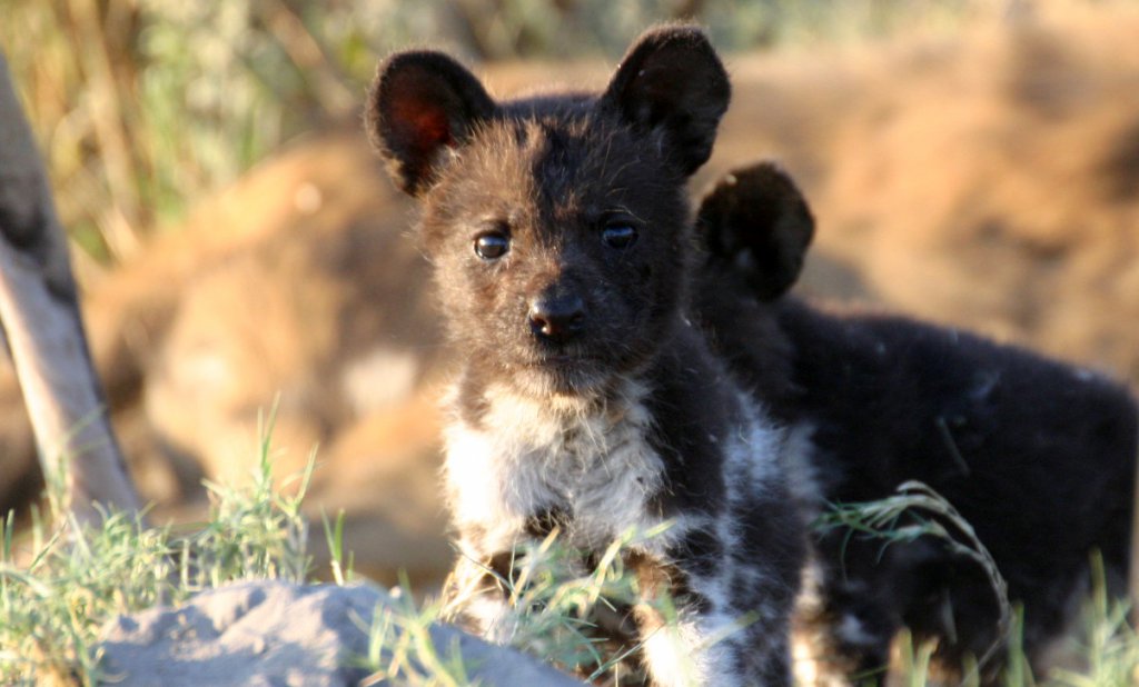 Pup Afrikaanse wilde honden in Kwando Botswana