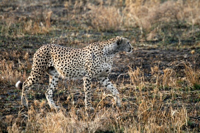 Cheetah in Serengeti National Park Tanzania