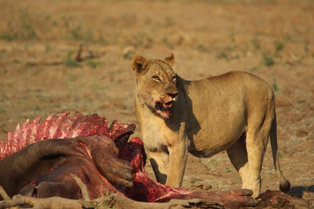 Leeuw bij nijlpaard kill in South Luangwa National Park Zambia