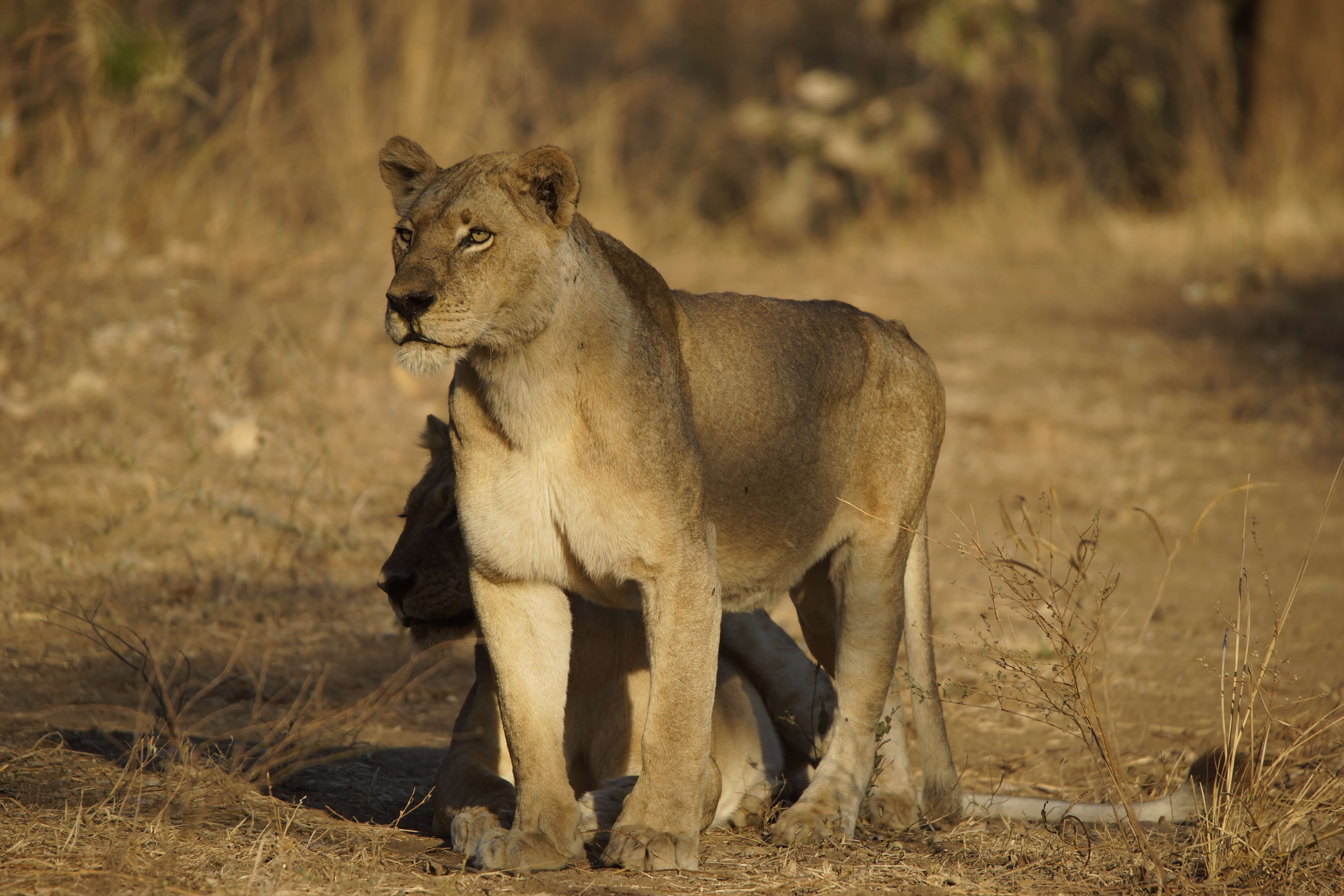 Leeuwen in South Luangwa National Park Zambia