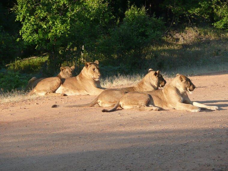 Leeuwen in rivierbedding van Luangwa rivier South Luangwa Zambia