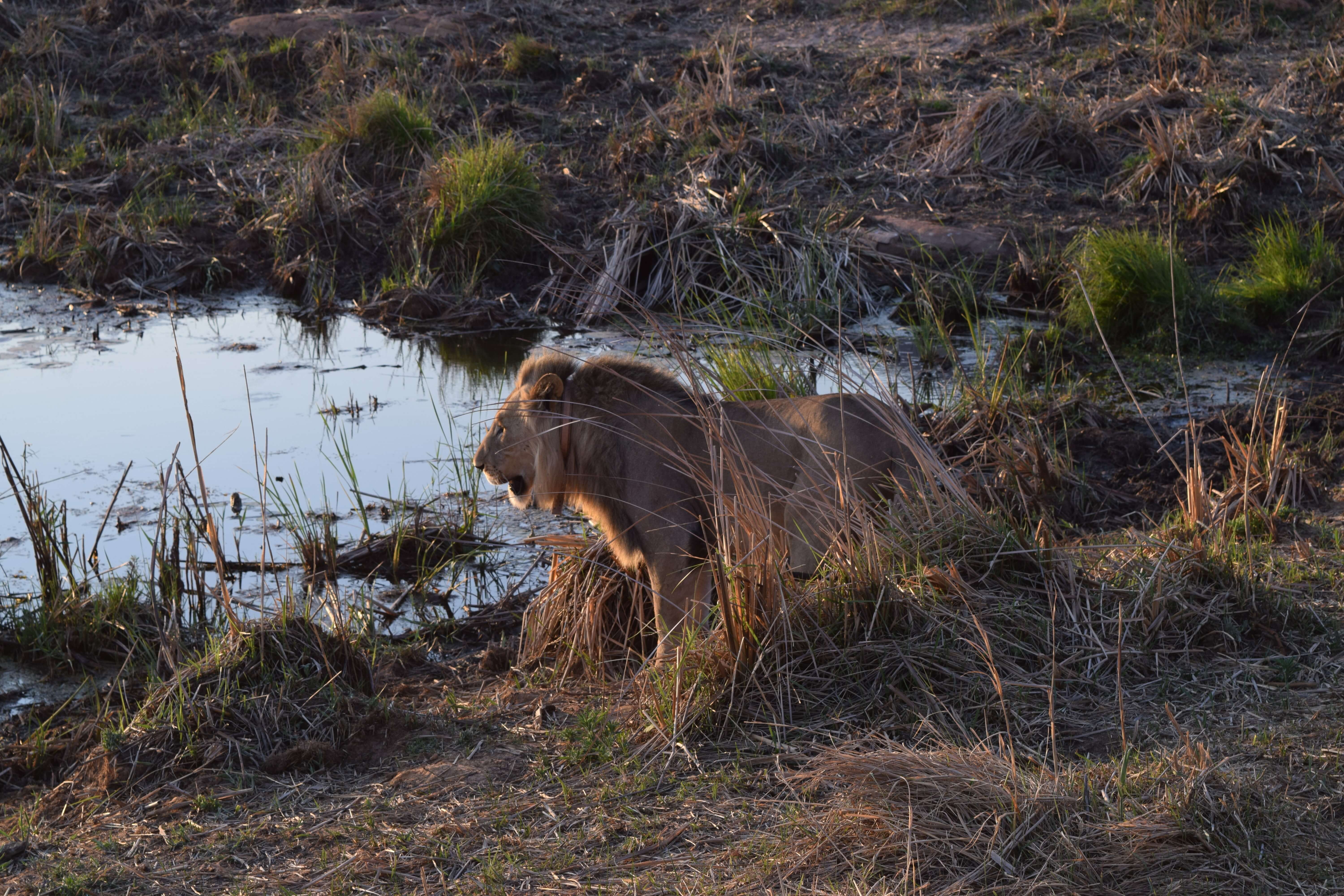 Leeuw bij waterhole in Zuid-Afrika