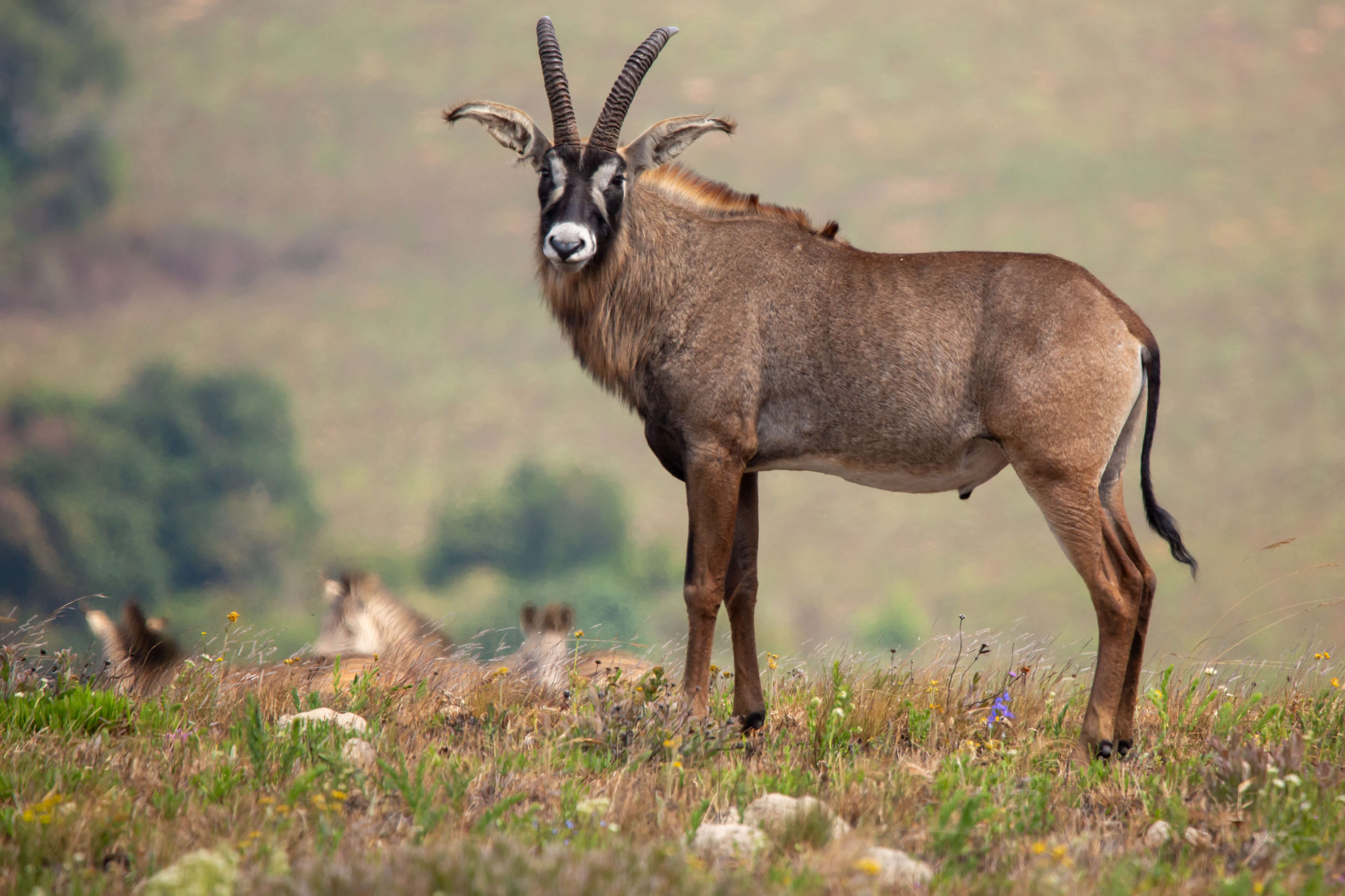 Roan antilope in Nyika National Park Malawi