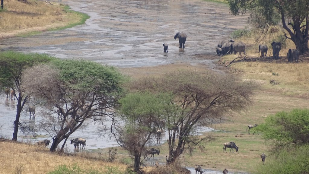 Tarangire National Park Tanzania