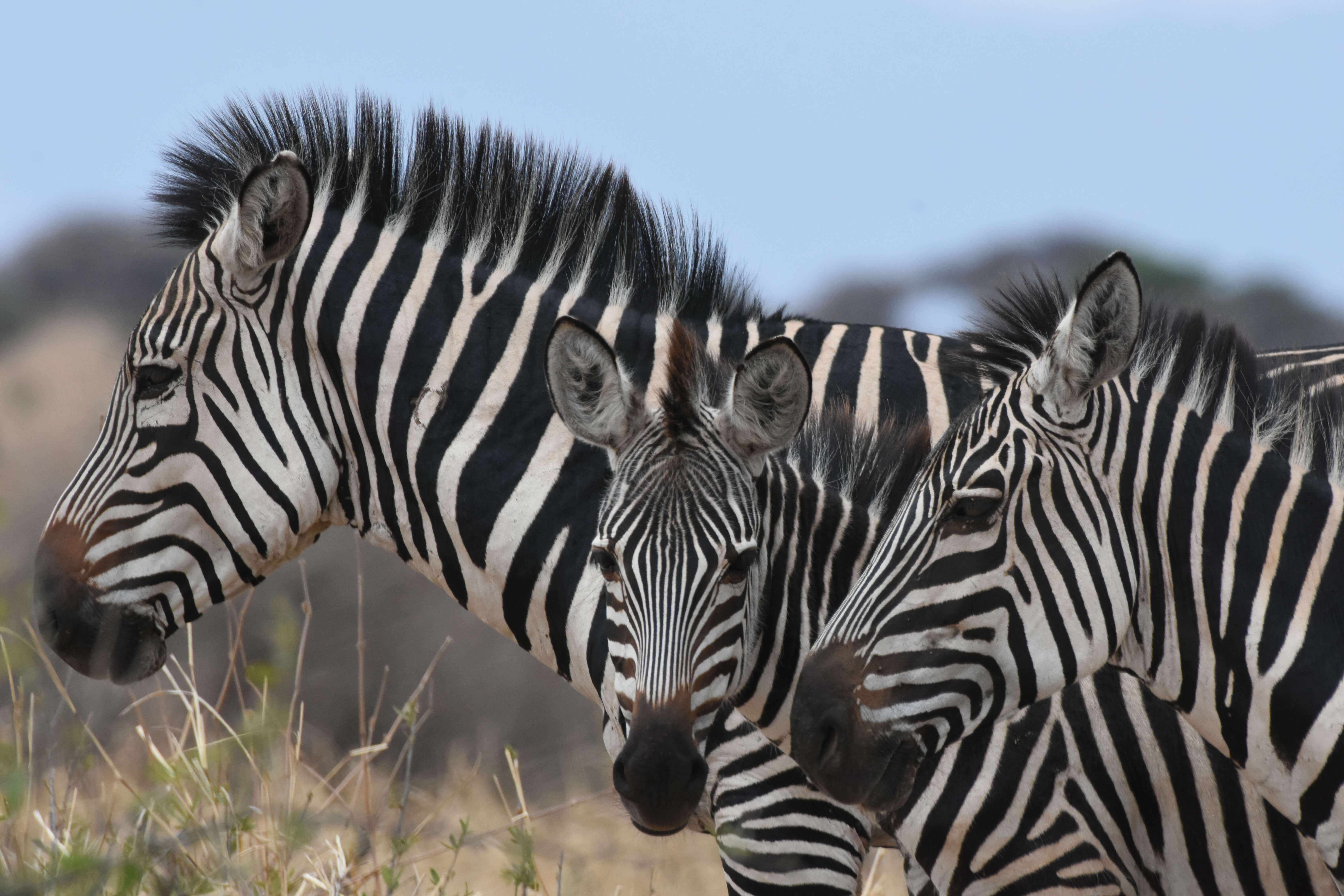Zebra's in Serengeti National Park Tanzania