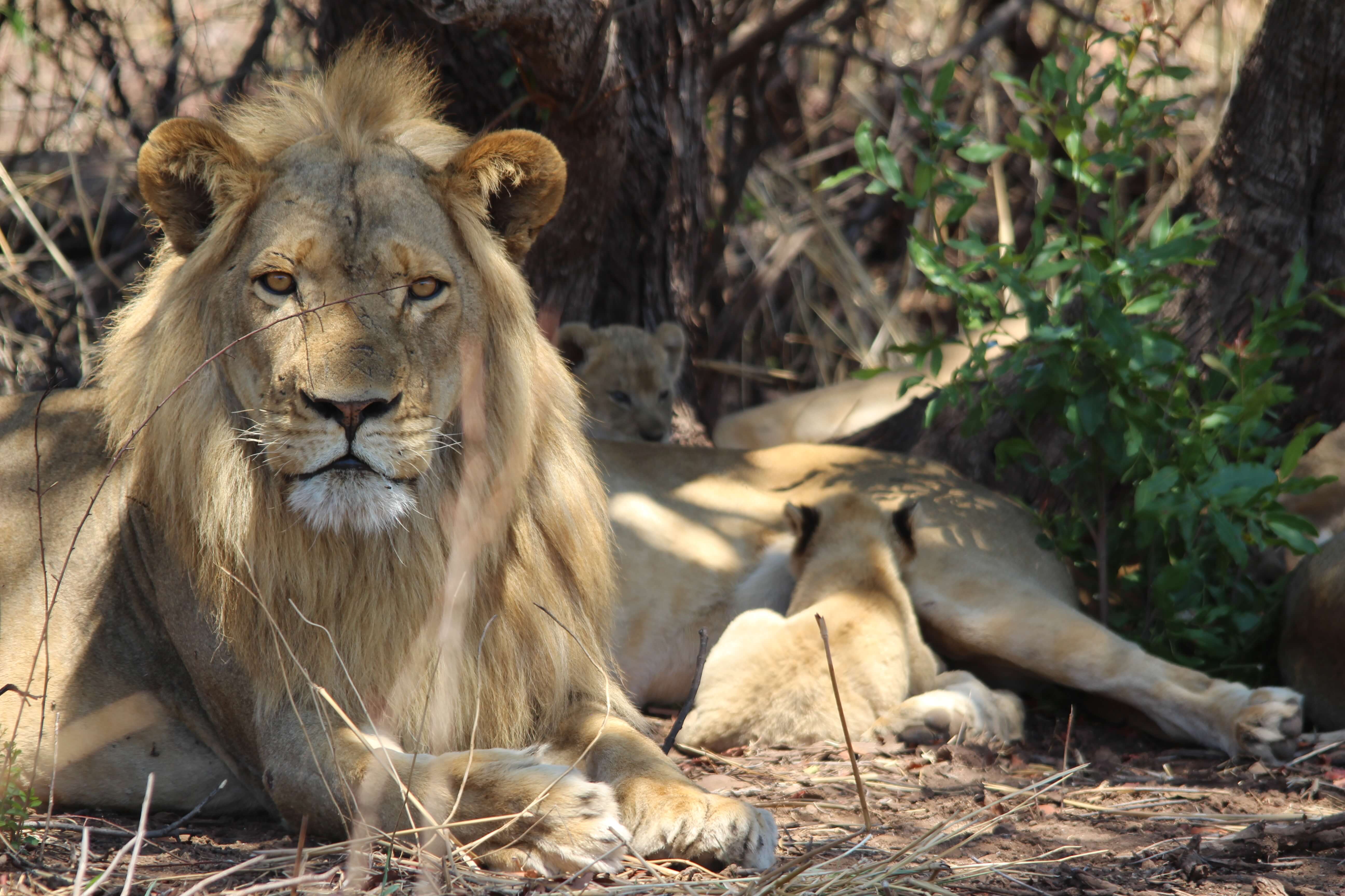 Leeuwen familie in Hwange National Park Zimbabwe