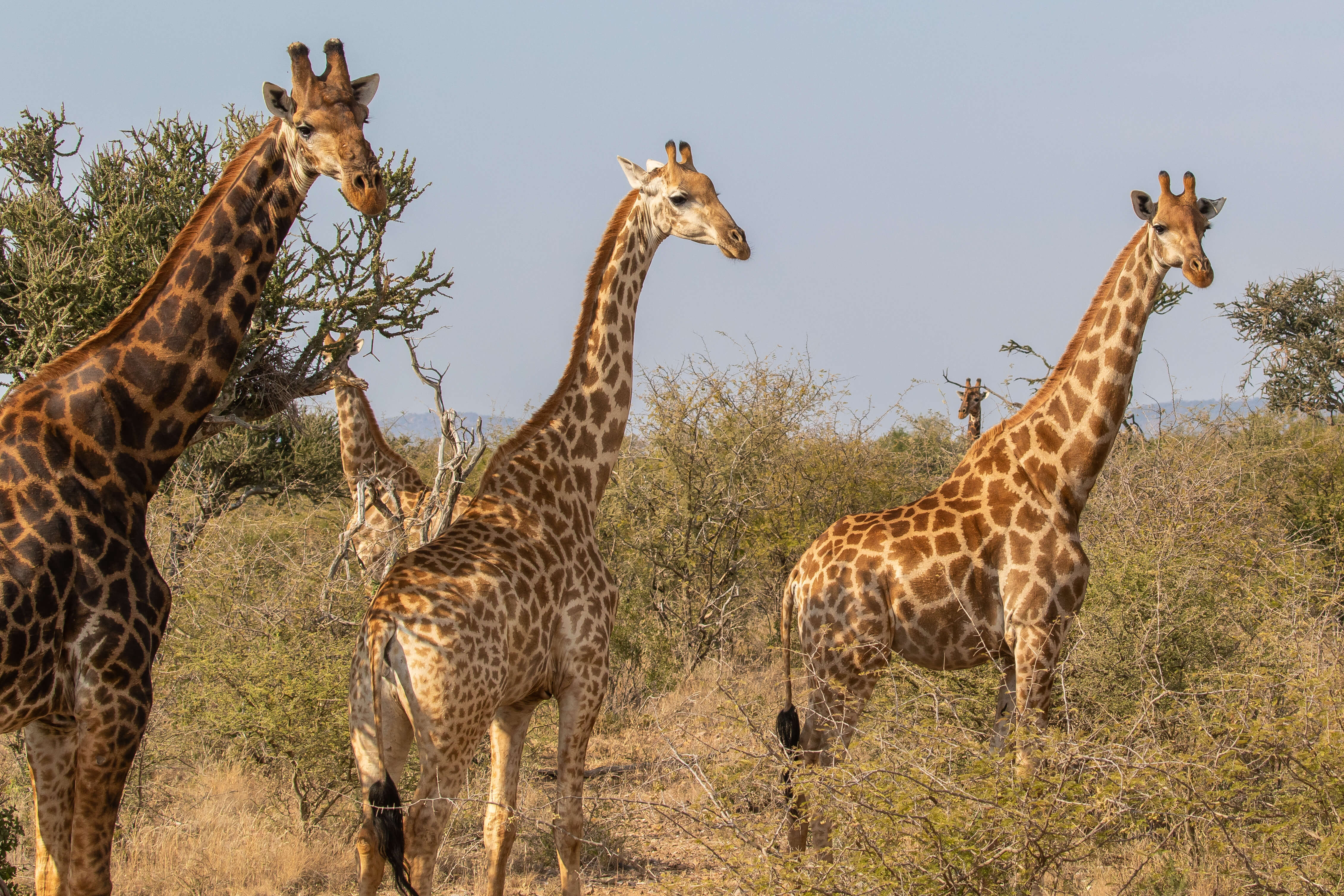 Giraffen in Madikwe Game Reserve Zuid-Afrika