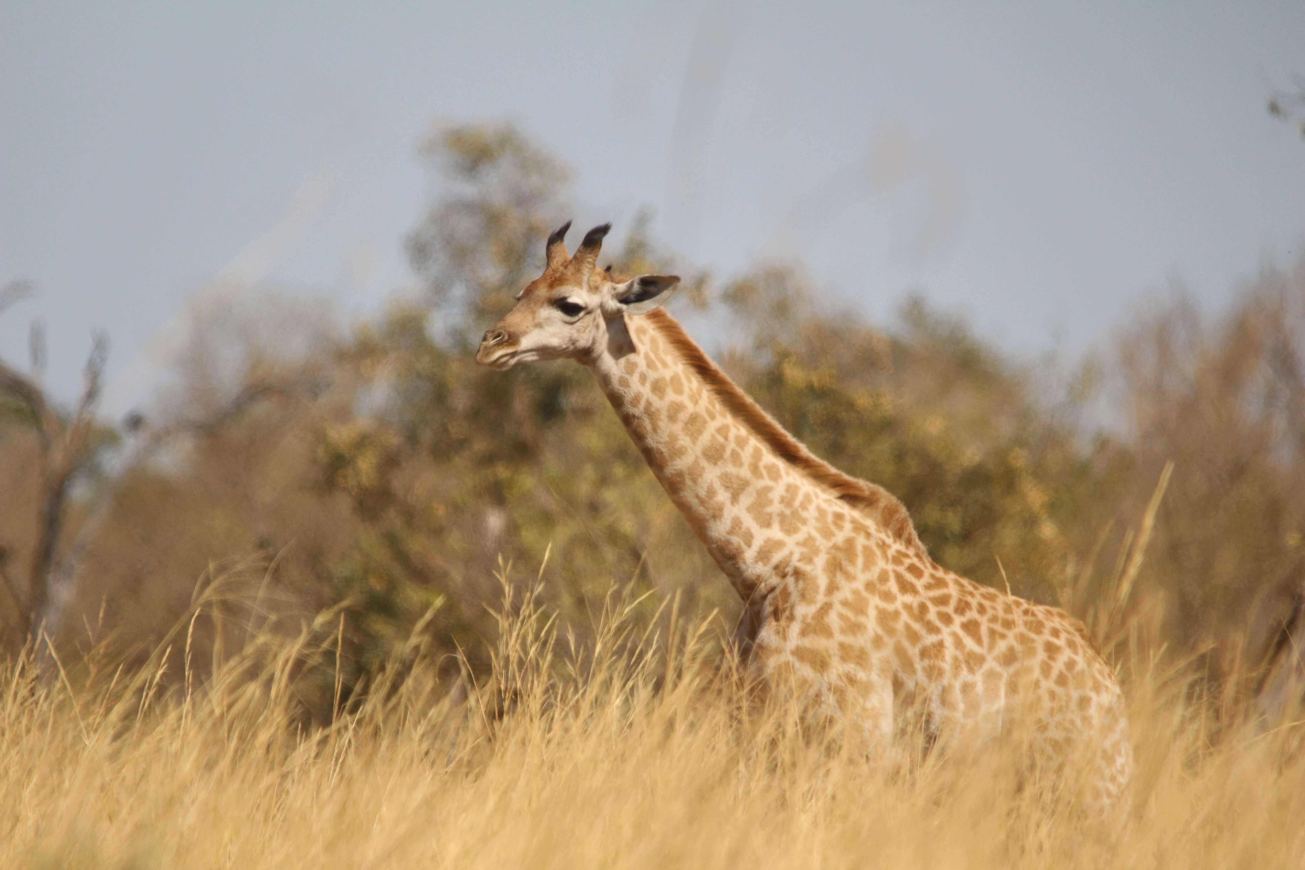 Beschermde gebieden in Botswana - Mambulu! Safaris