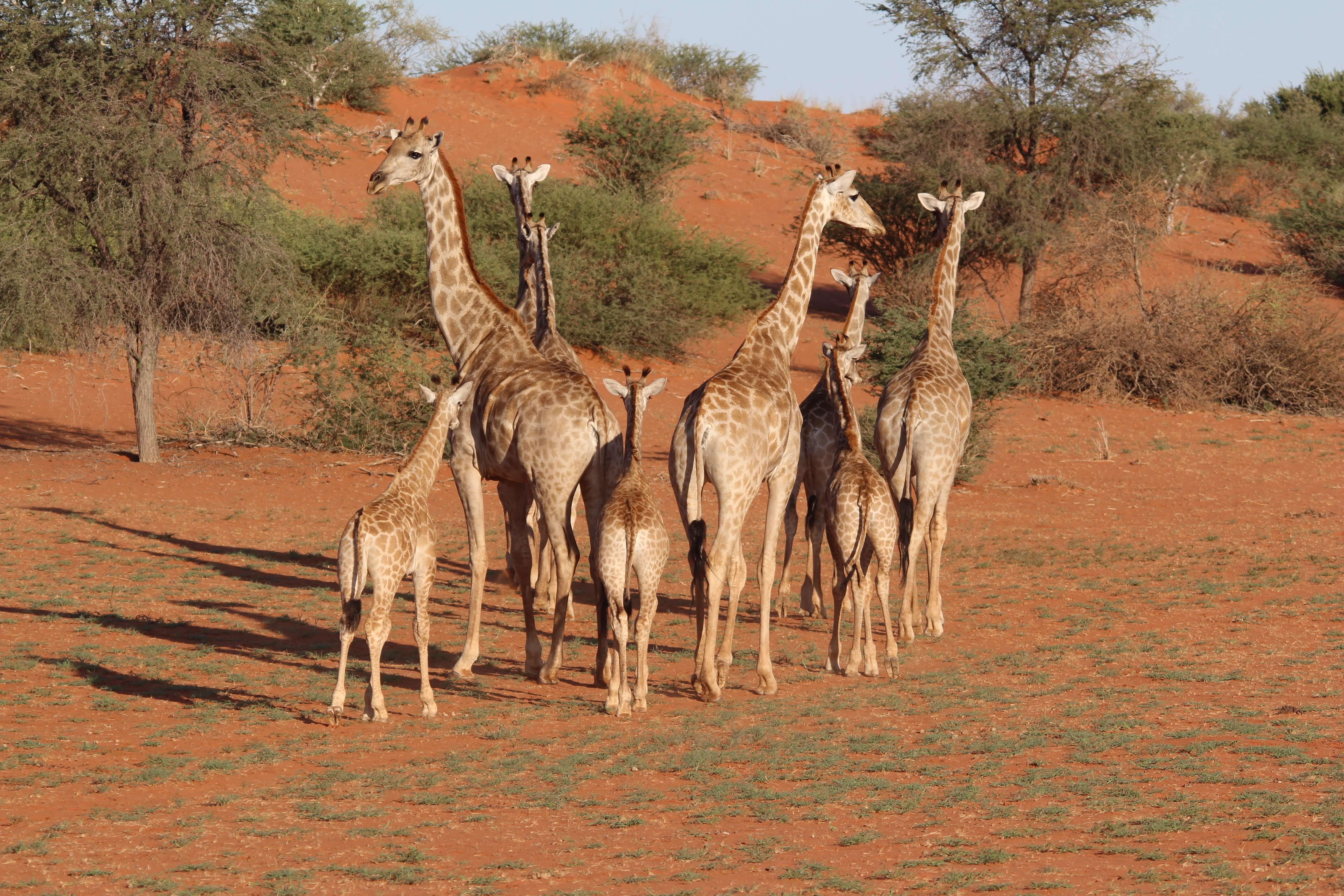 Giraffen in Kalahari Desert Namibië