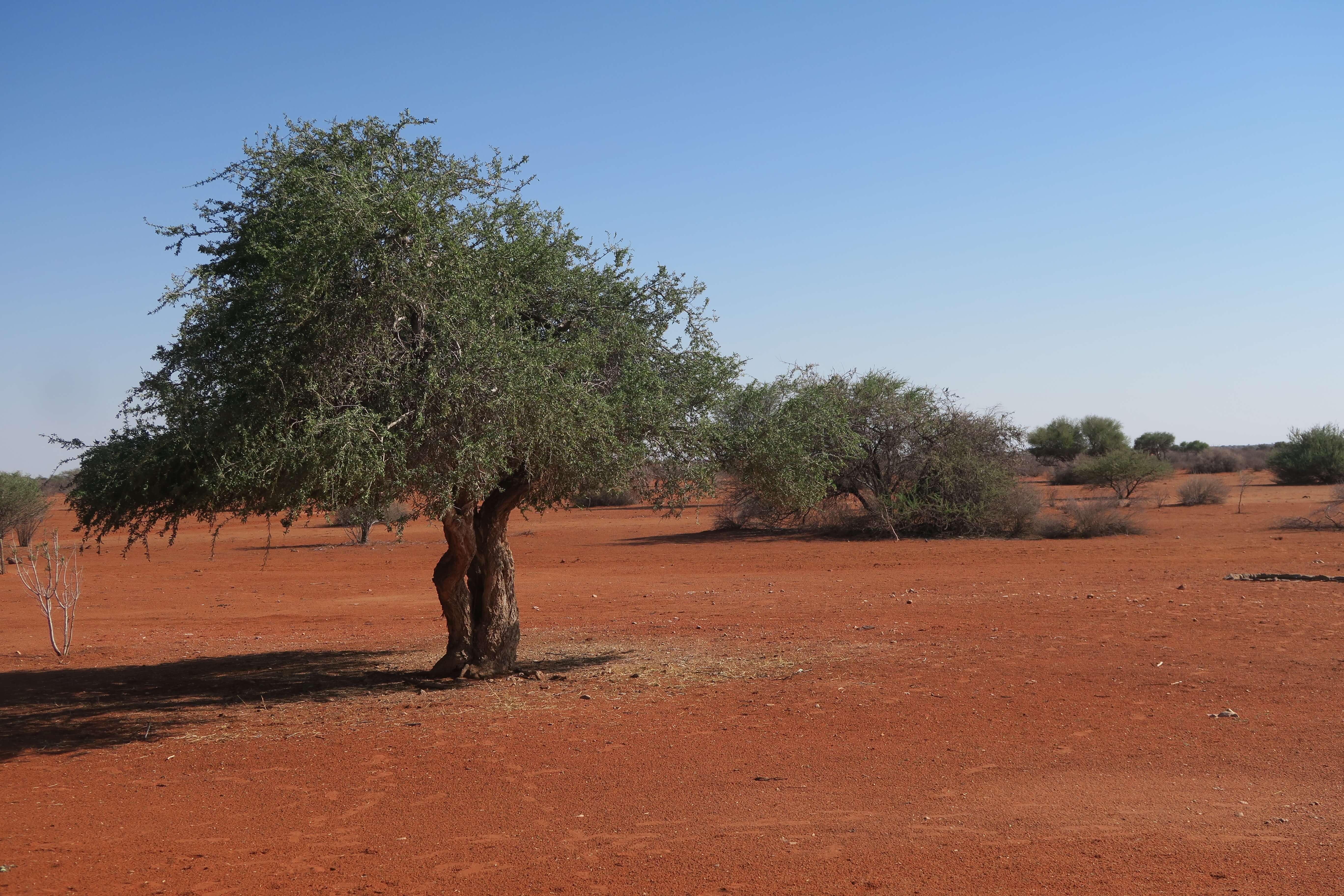 Kalahari Desert in Namibië