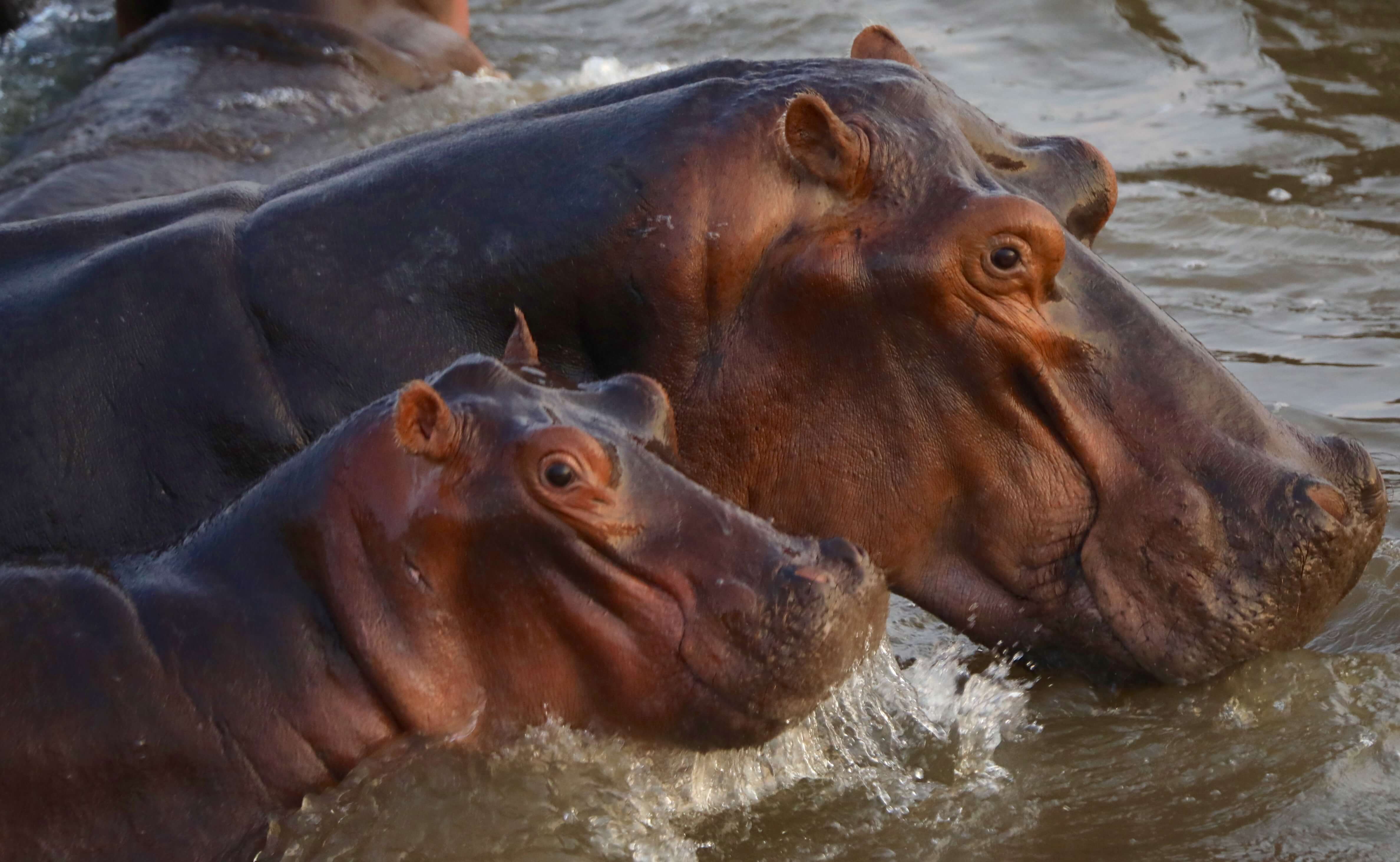Nijlpaarden in Luangwa rivier in South Luangwa National Park Zambia