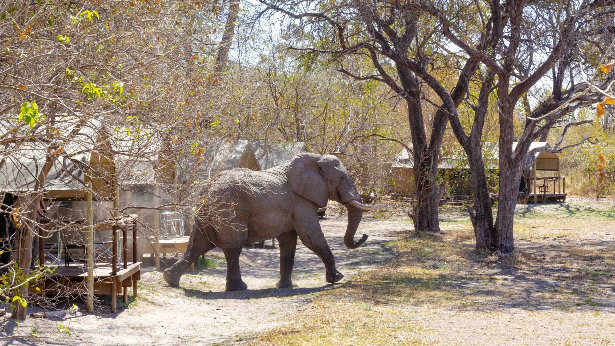 O Bona Moremi Lodge Botswana