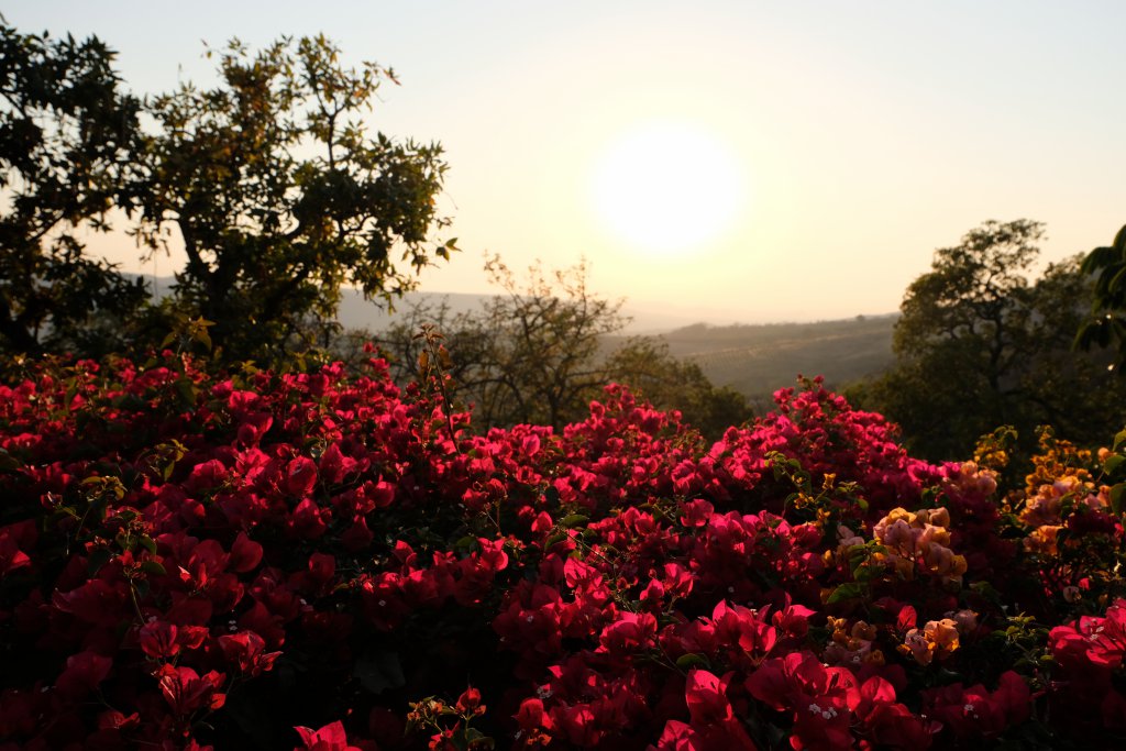 Chestnut Lodge Hazyview - Mambulu! Safaris