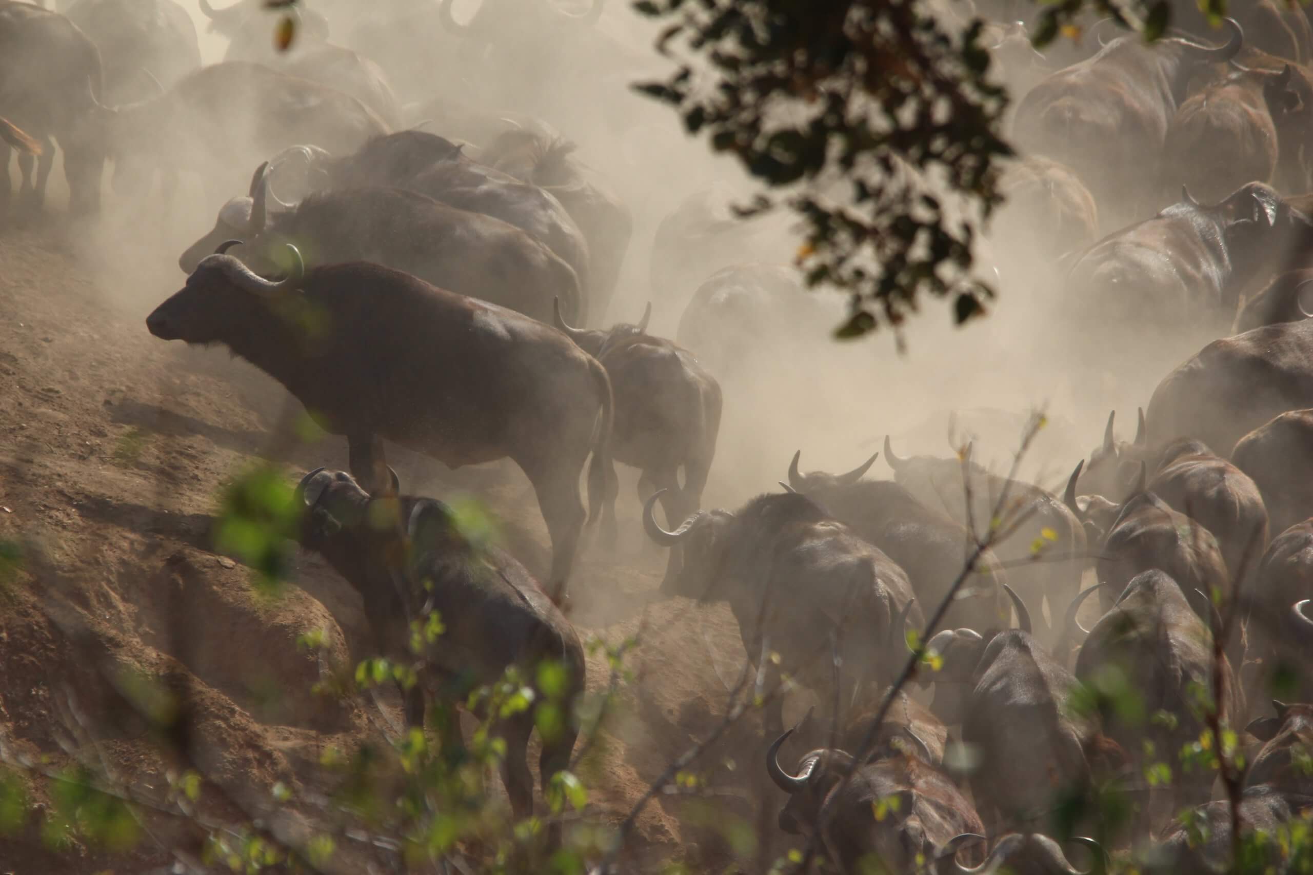 Buffels in Kruger National Park - Zuid-Afrika | Mambulu! Safaris with a Difference