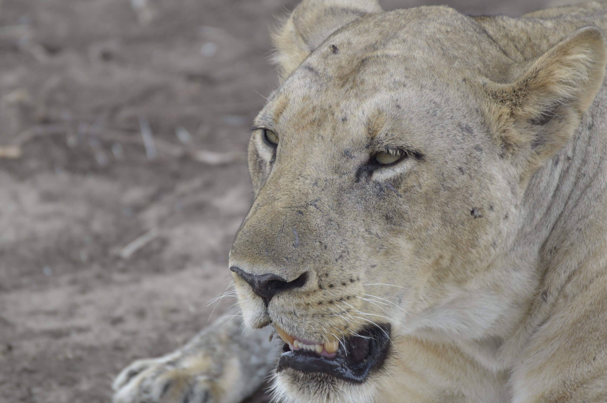 Leeuw in South Luangwa National Park Zambia