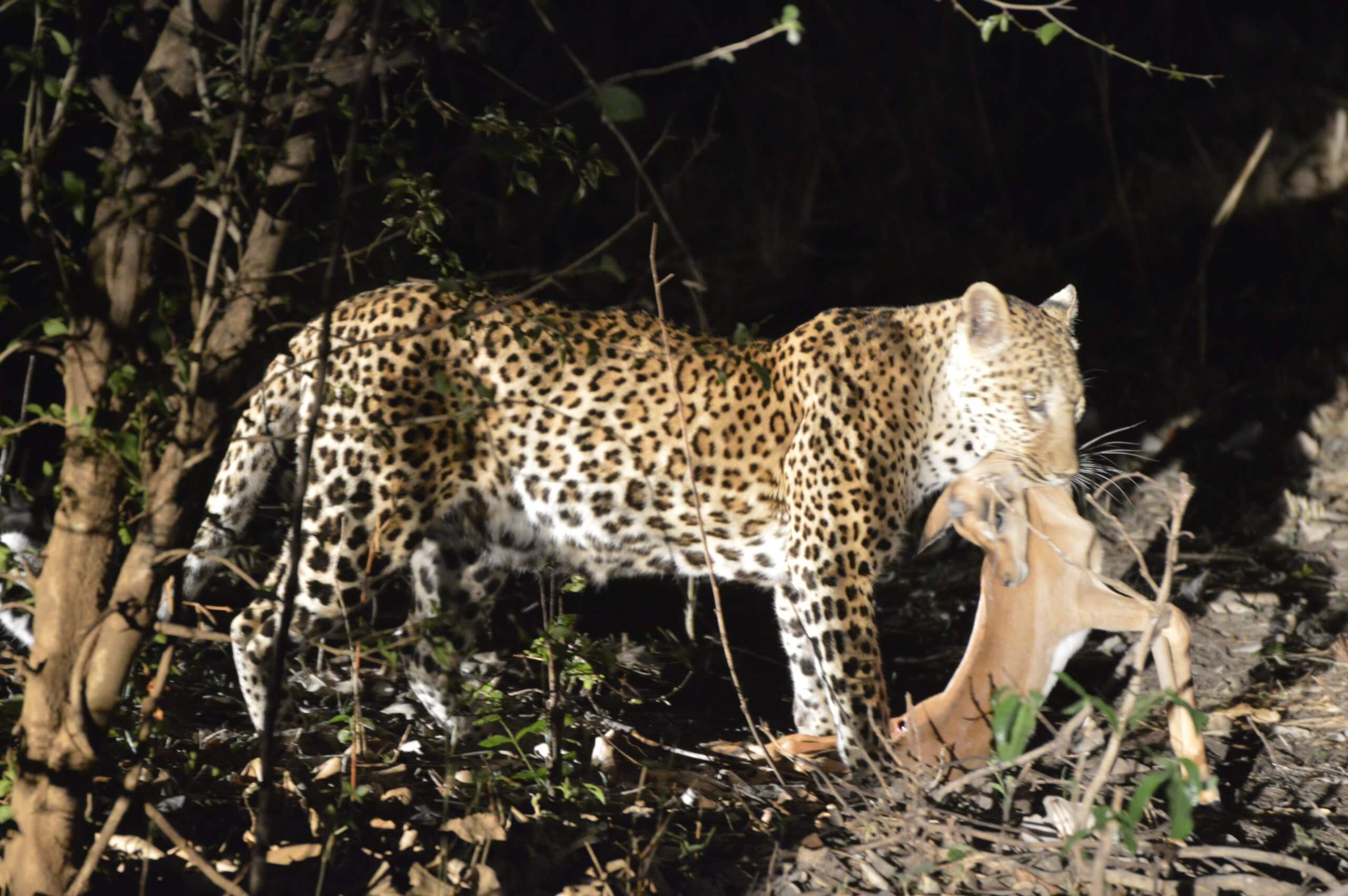 Luipaard met kill in South Luangwa National Park Zambia