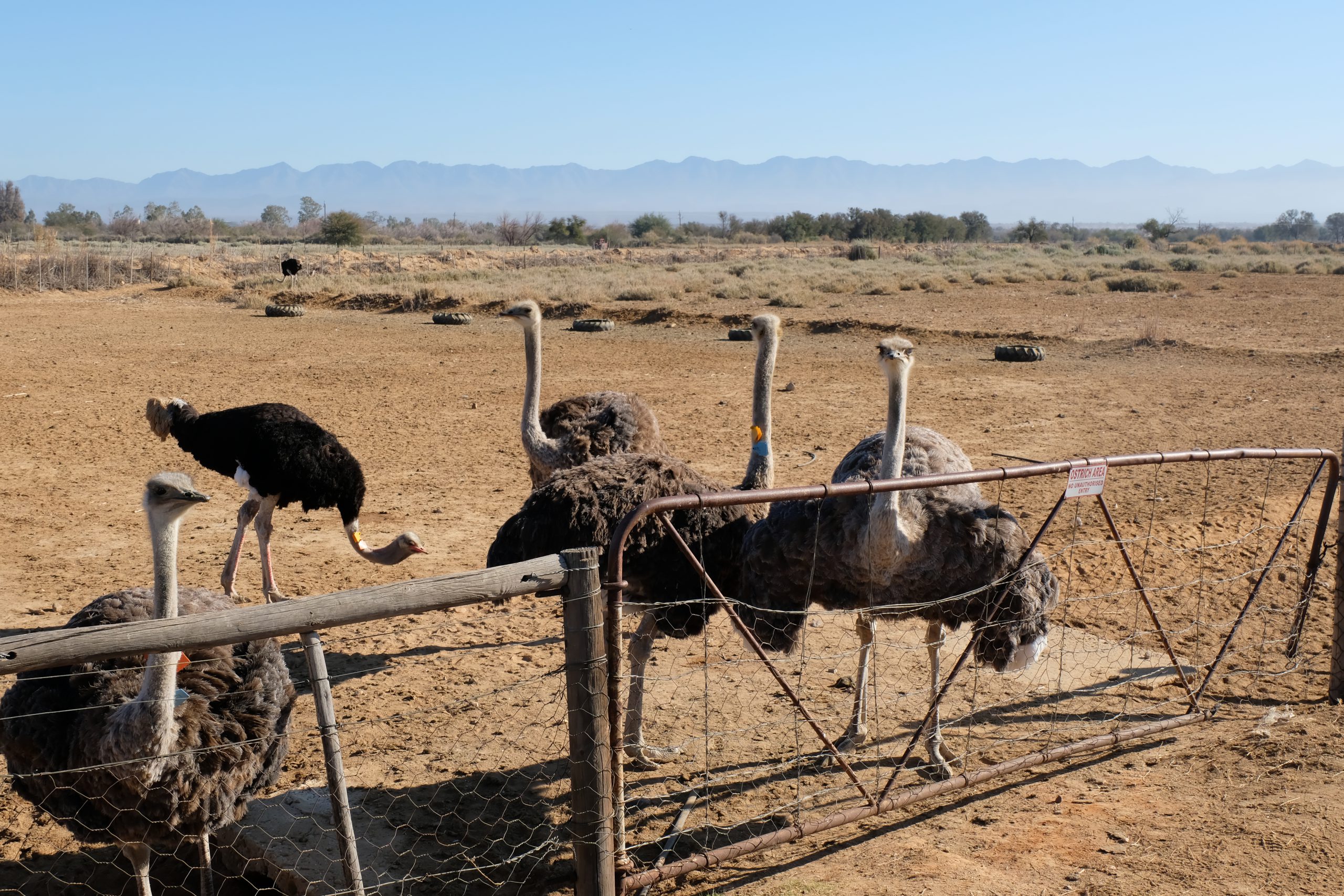 Oudtshoorn, Struisvogels, Zuid-Afrika