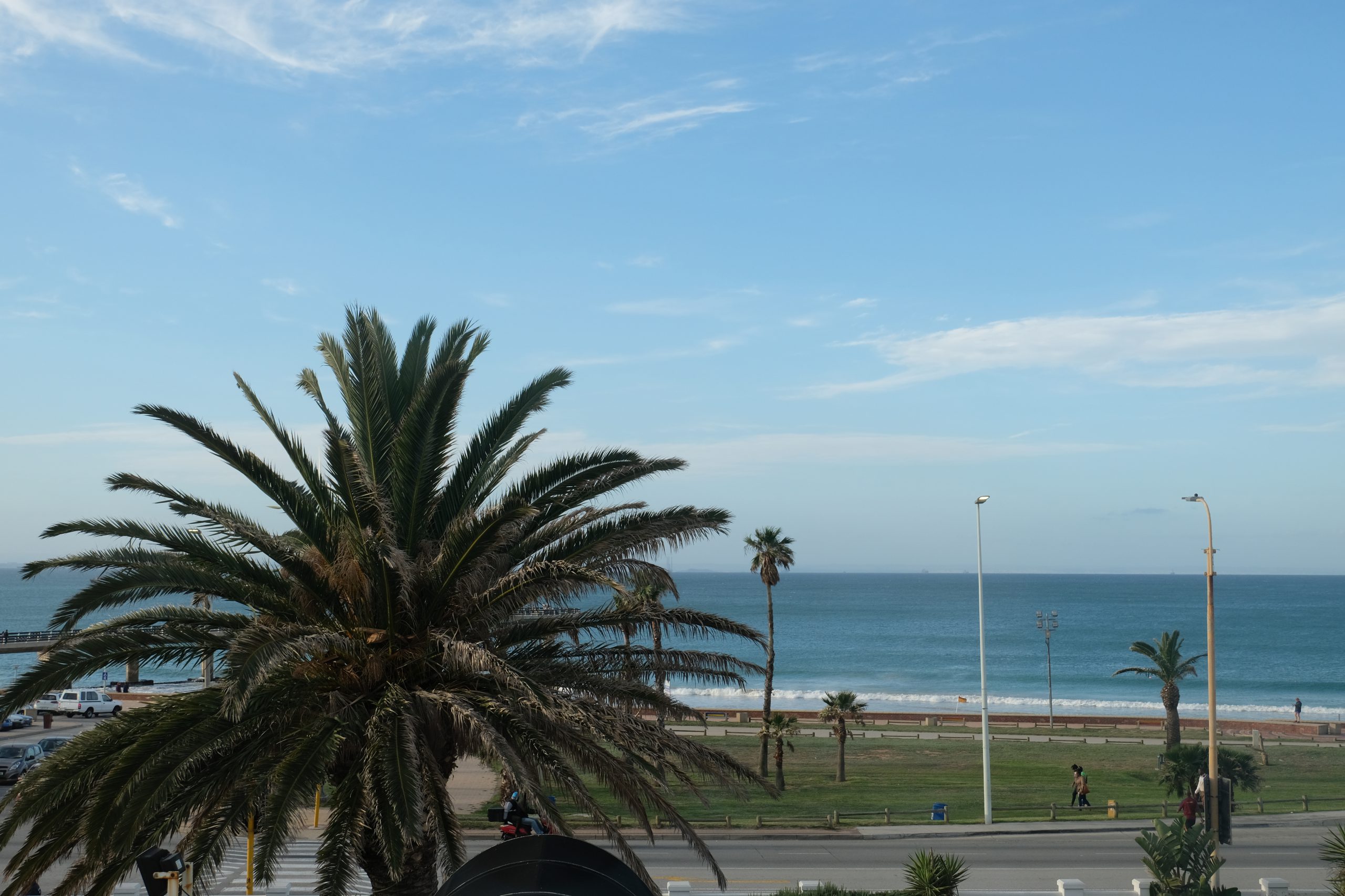 Port Elizabeth, Palmboom, Zuid-Afrika