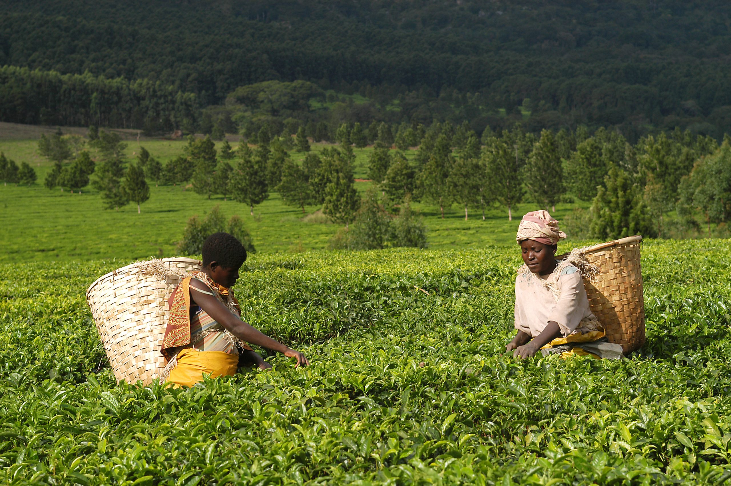 Thee plukkers aan voet Mount Mulanje