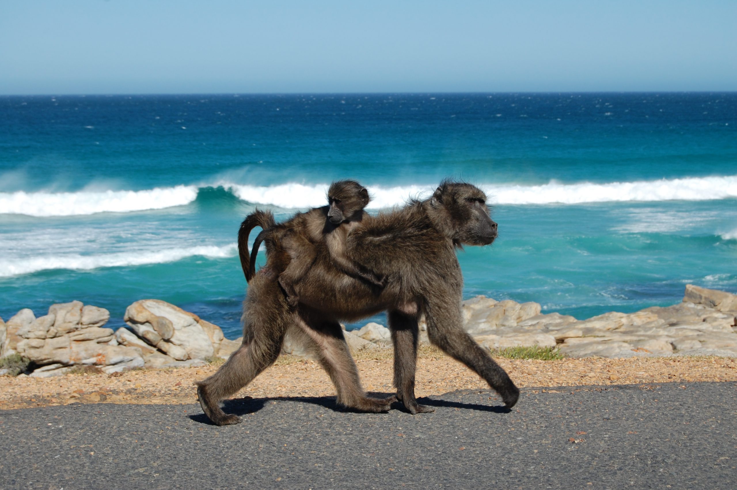 Cape of Good Hope, Baboons