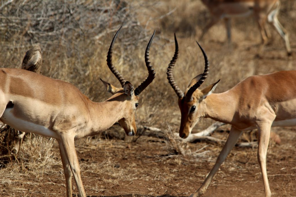 Impala's in Kruger National Park, Zuid-Afrika safari