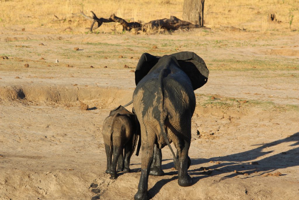 Olifanten in Hwange National Park Zimbabwe