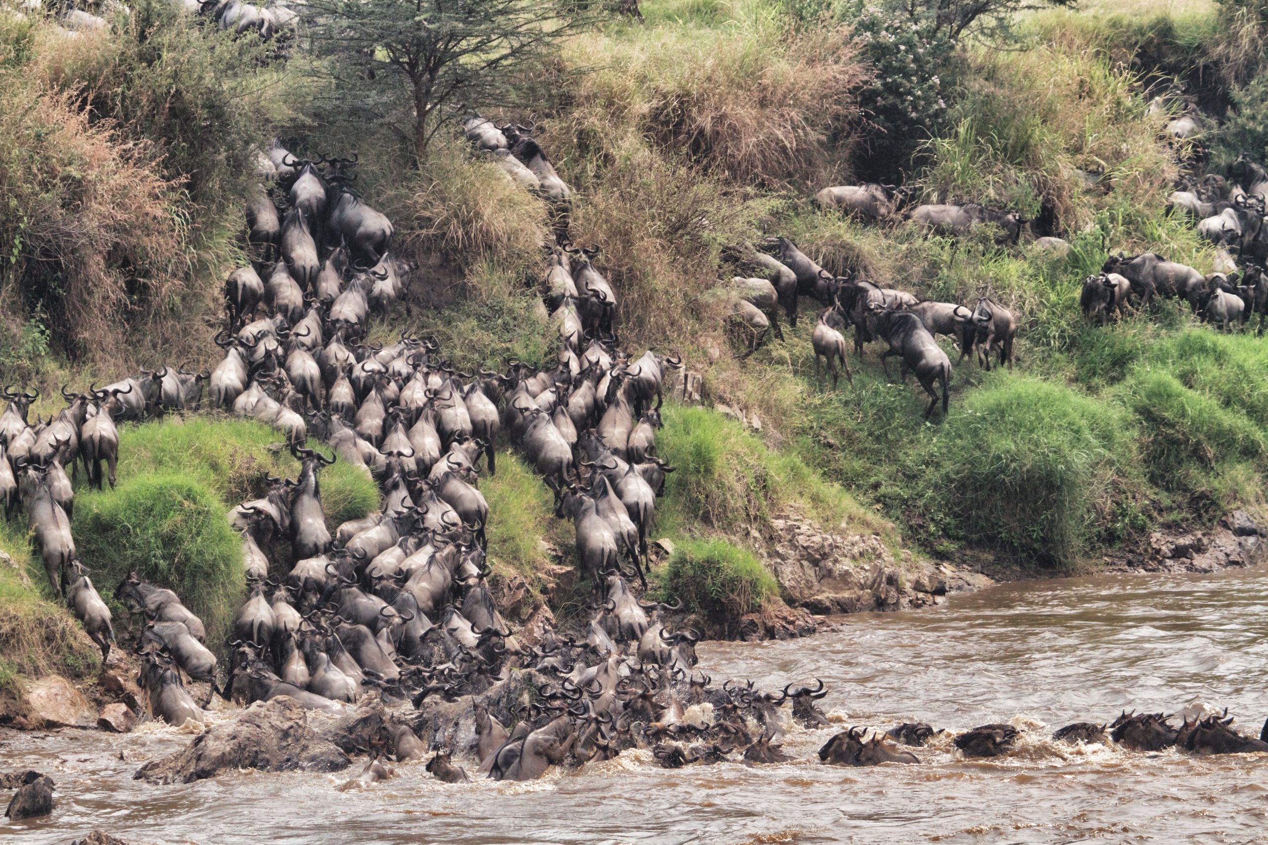 Rivieroversteek Grote Migratie Serengeti National Park Tanzania
