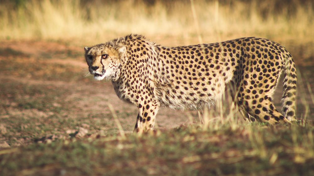 Cheetah bij Africat Foundation Namibië (@Africat Foundation)