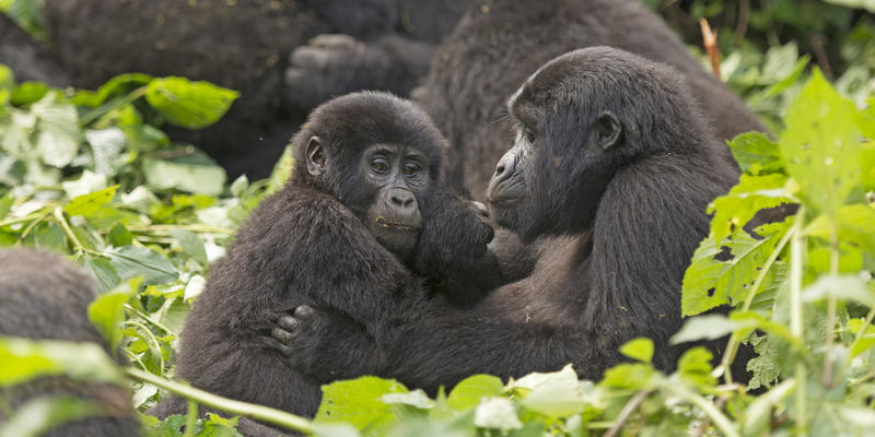 Gorilla moeder met jong in Bwindi Impenetrable National Park Uganda