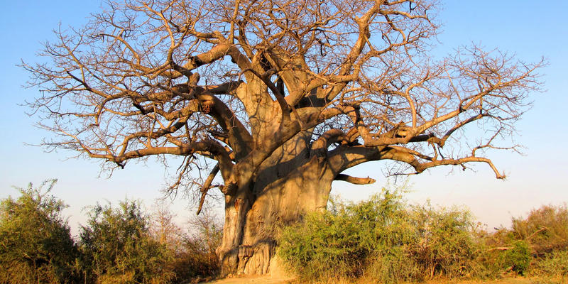 Grote Baobabs in Mahango National Park Namibië