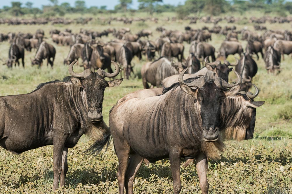 Grote kudde gnoes tijdens fotosafari in Serengeti National Park Tanzania