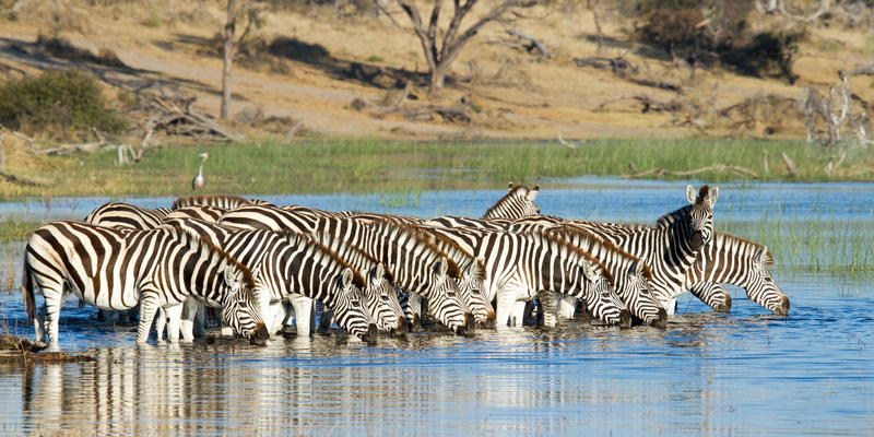 Zebra's bij de Boteti rivier in Botswana