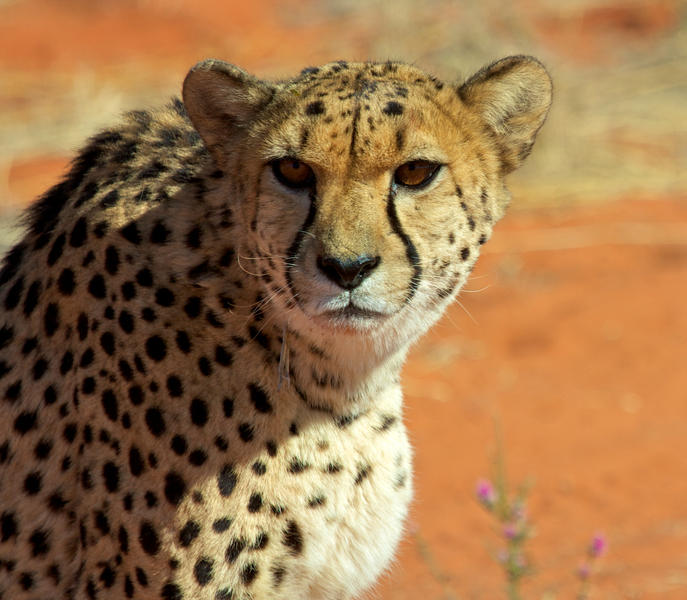Cheetah bij Bagatelle Game Ranch Namibië (@Bagatelle)
