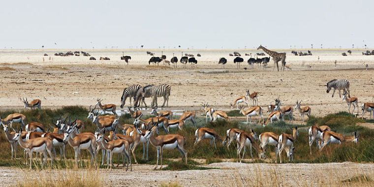 Grote variatie wilde dieren in Etosha National Park Namibië