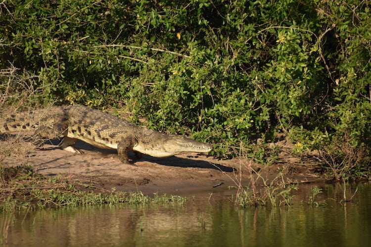 Krokodil op oever Zambezi rivier Zimbabwe