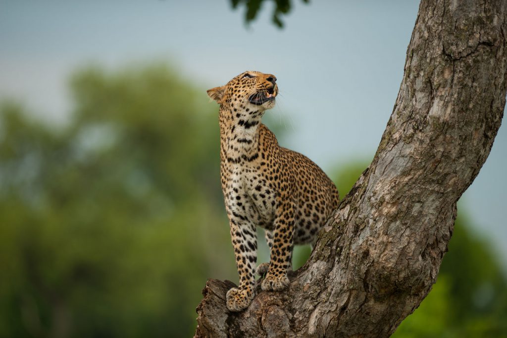 Luipaard in Kafue National Park Zambia