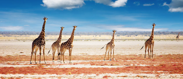 Giraffen in Omaheke provincie Namibië