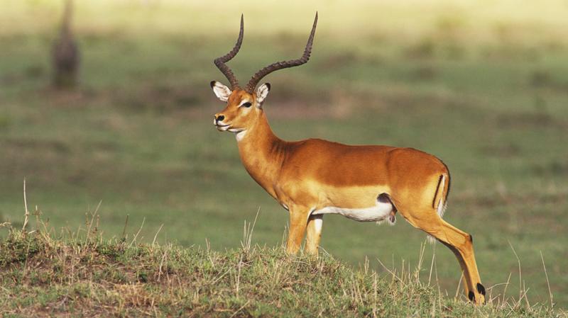Impala in Gaborone Game Reserve Botswana