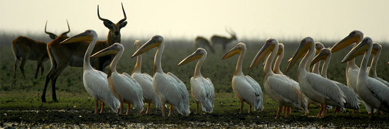 Kafue lechwe en pelikanen in Lochinvar National Park Zambia