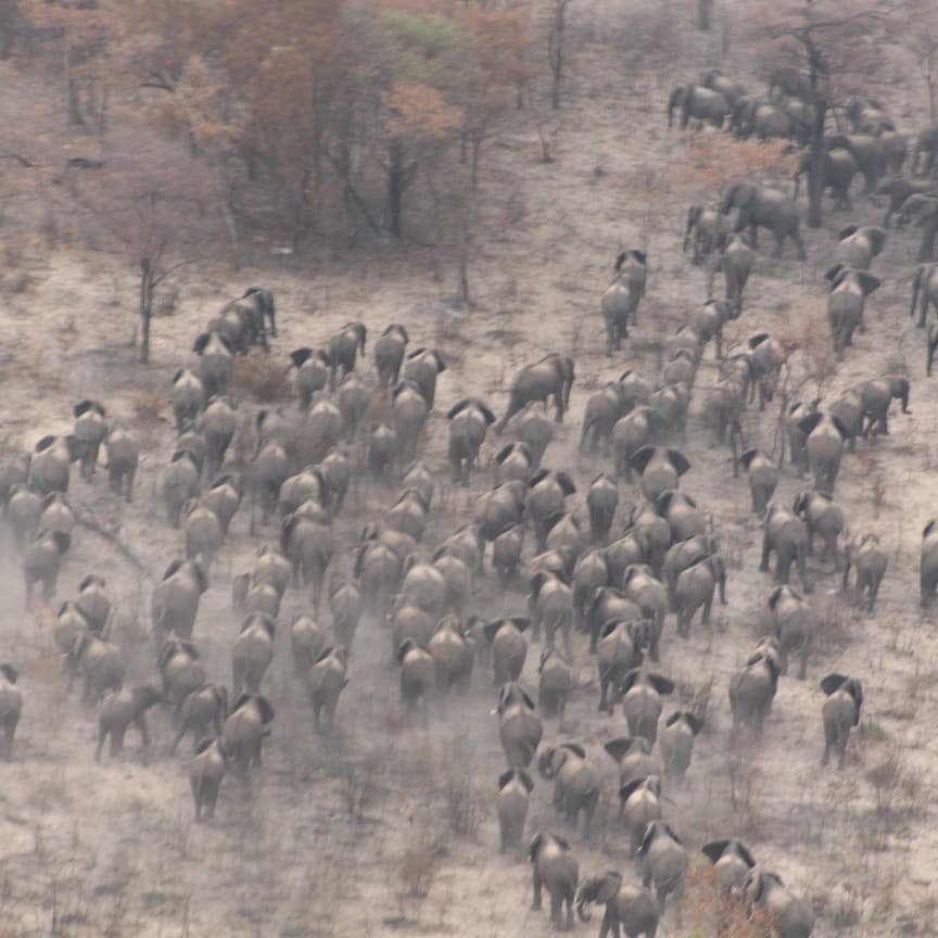 Migrerende olifanten in Sioma Ngwezi National Park Zambia