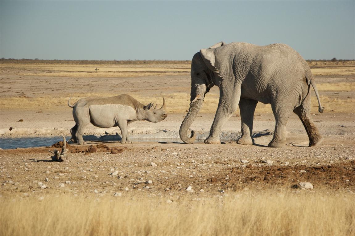 Neushoorn en olifant in Mangetti National Park Namibië