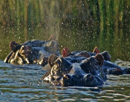 Nijlpaarden in Mamili National Park Namibië