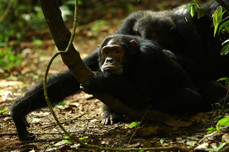 Spelende chimpansees in Gombe Stream National Park Tanzania (© Alessandro Masiero)