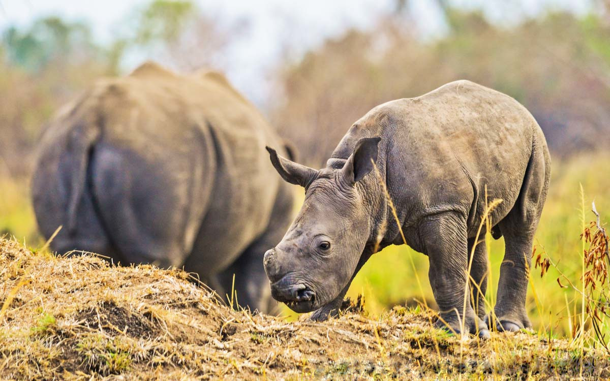 Ziwa Rhino Sanctuary, Uganda