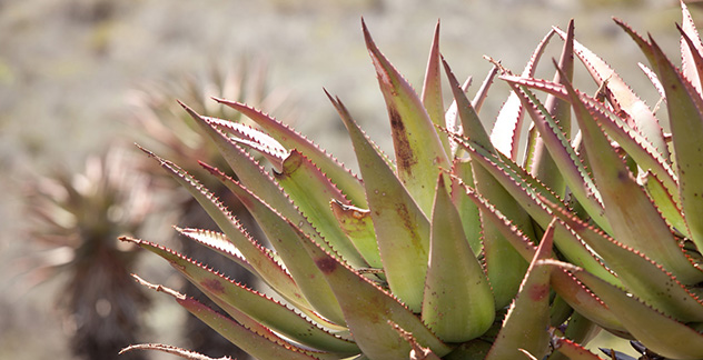 Cactussen in Swartberg Nature Reserve Zuid-Afrika