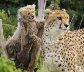 Cheetahs in Kragga Kamma Game Park Zuid-Afrika